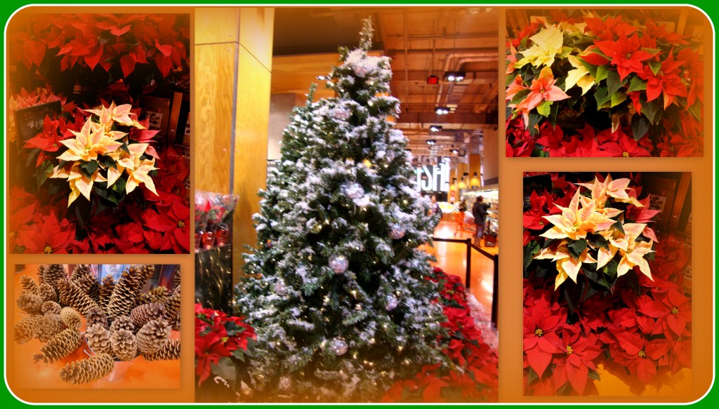 My fascination with poinsettias is reawakened every year.  These images were taken December 2014 and this collage added to the blog post.