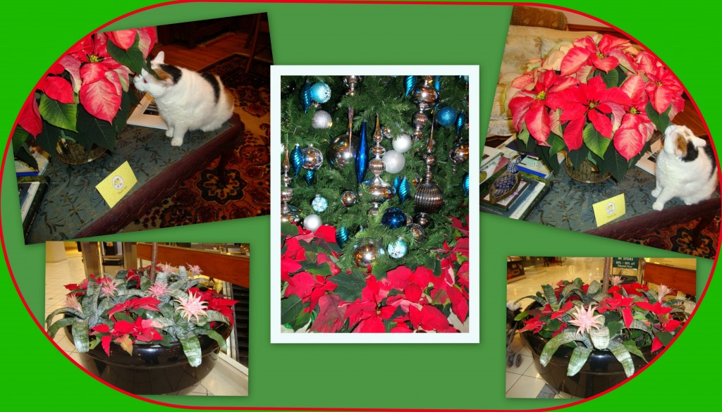 Early December 2013.  Our cat is delighted with the first poinsettia we bought for the Season.