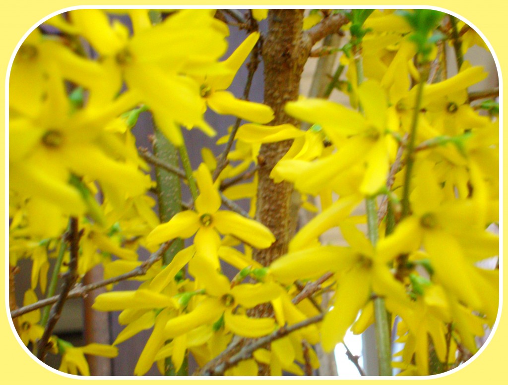  Spring Forsythias