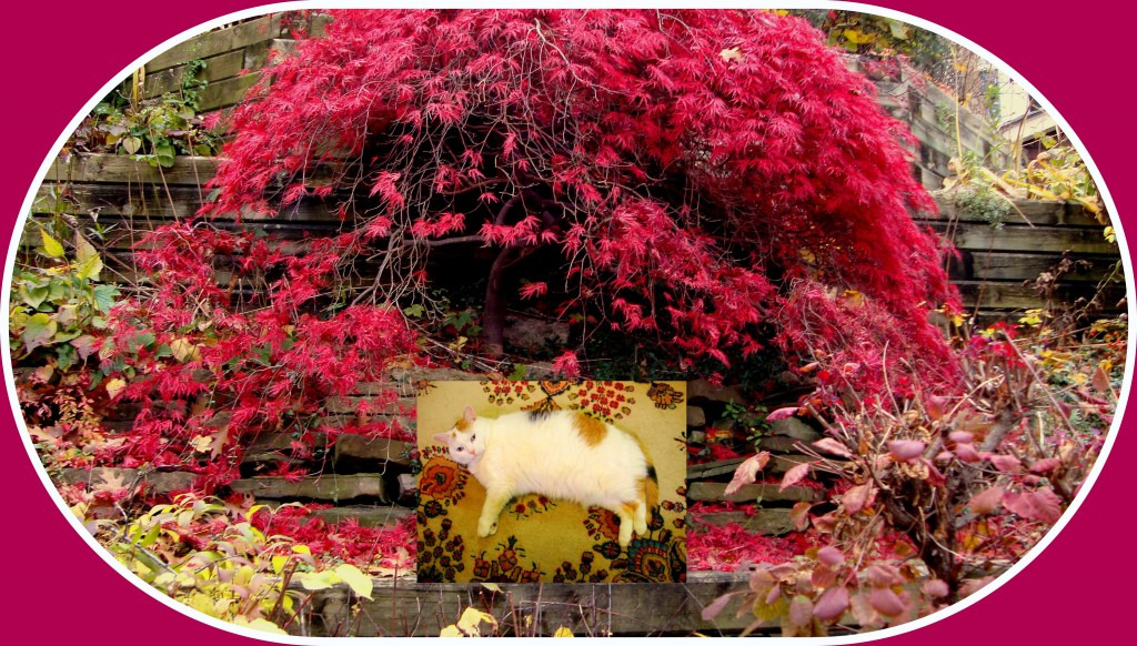 ~ Cat with Japanese Maple in Red Fall Color