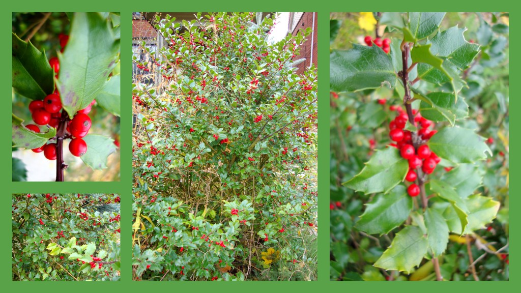 Christmas Holly In My Neighbour's Garden