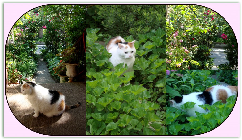 Cali enjoying the garden as well!  Everything is so green.