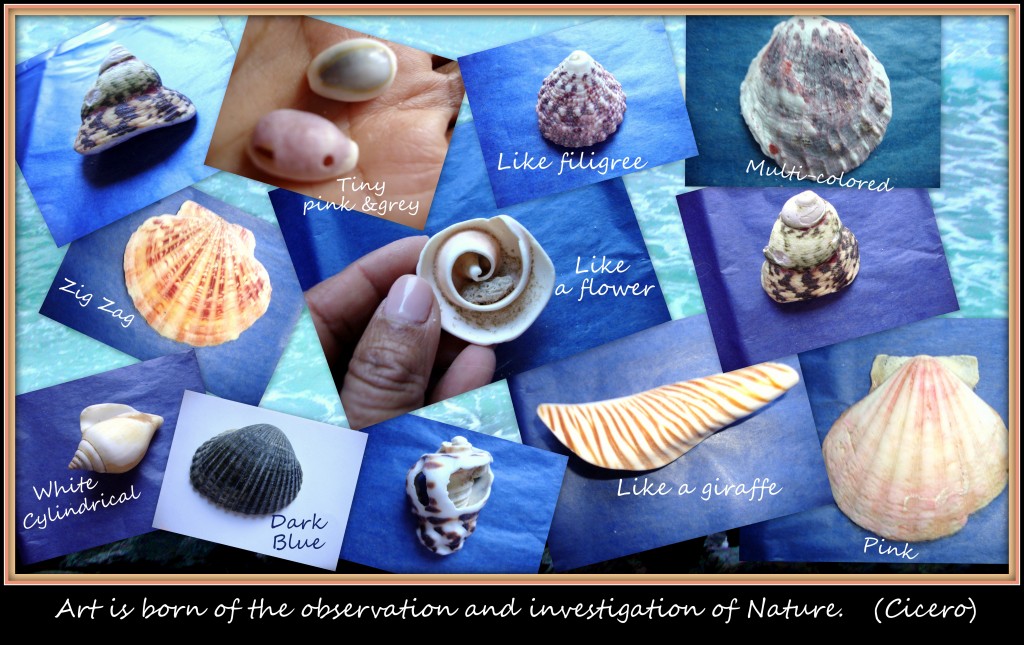 Shells & Coral (from Fiji) (with Cicero quote)