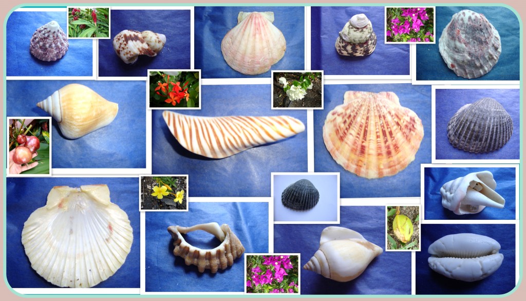 Shells (with flowers)