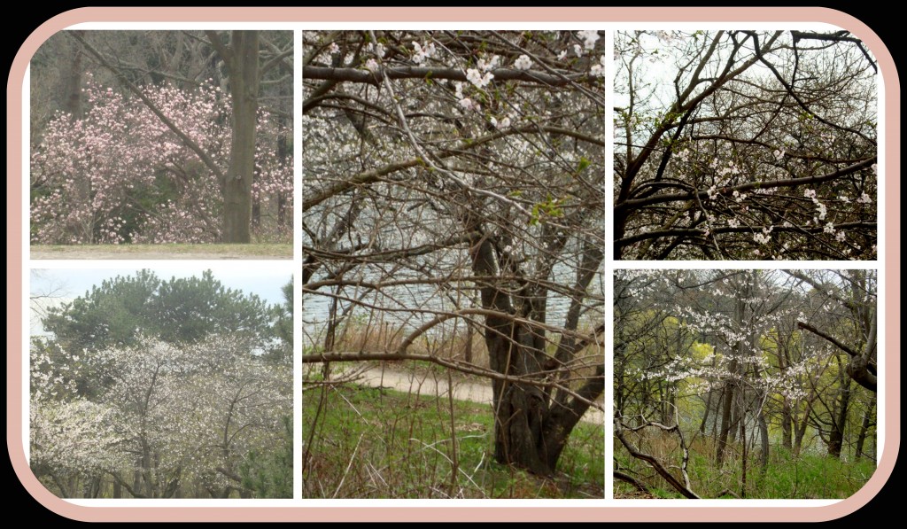 Cherry Blossoms (with pink & black border)