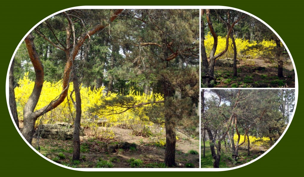 Forsythias in Bloom (2014)