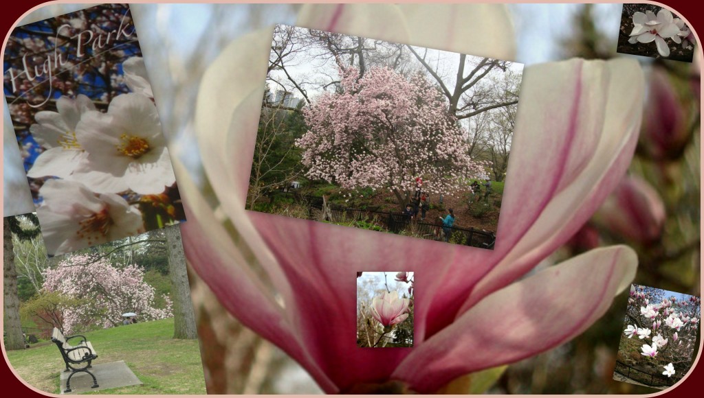 The magnolia tree just "is." The nature of a tree in full bloom is so different to the way we conduct our own lives. There's no conscious effort to "look good" for the camera or onlookers. There's a contentment here.