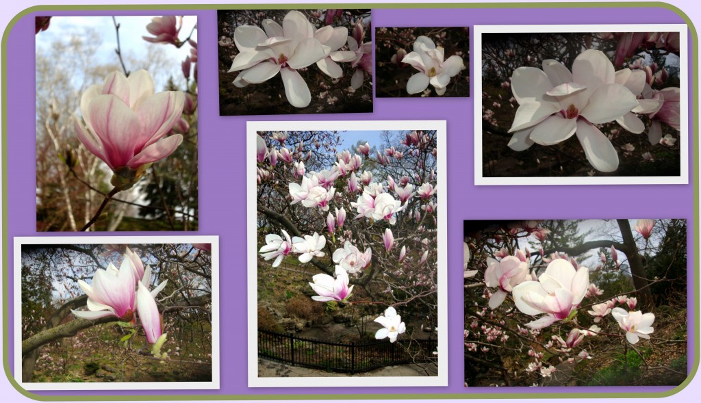 Magnolias (High Park) 2014