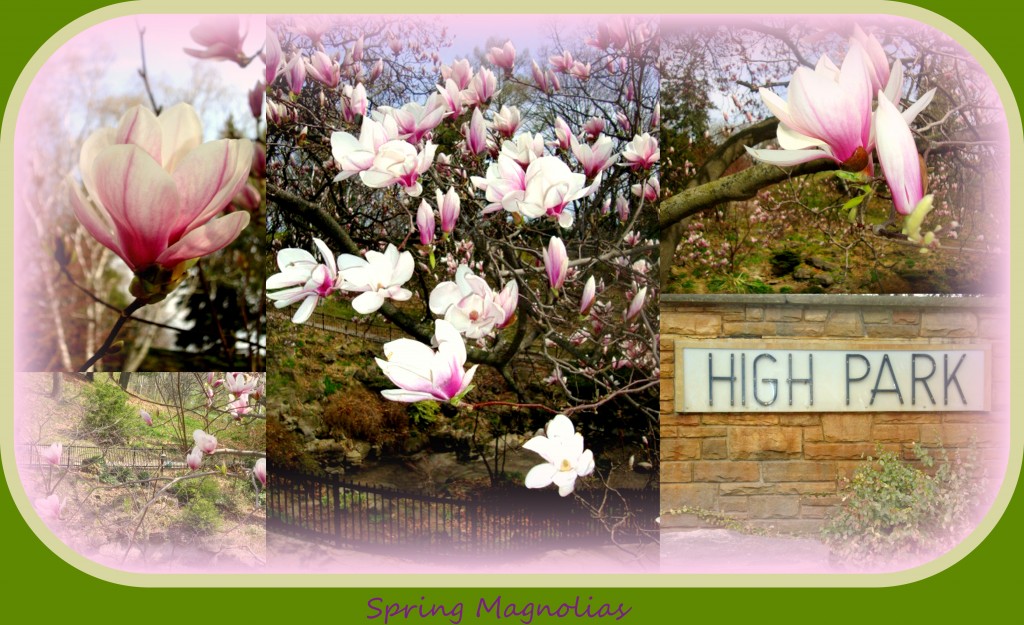 Spring Magnolias