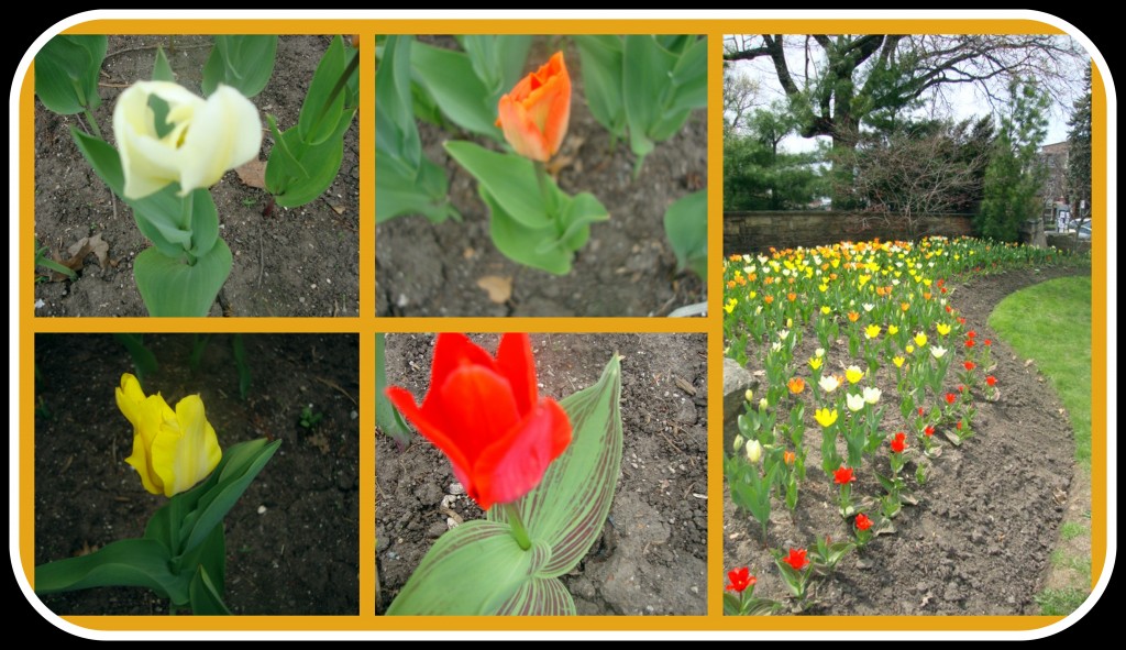 Tulips (High Park) 2014