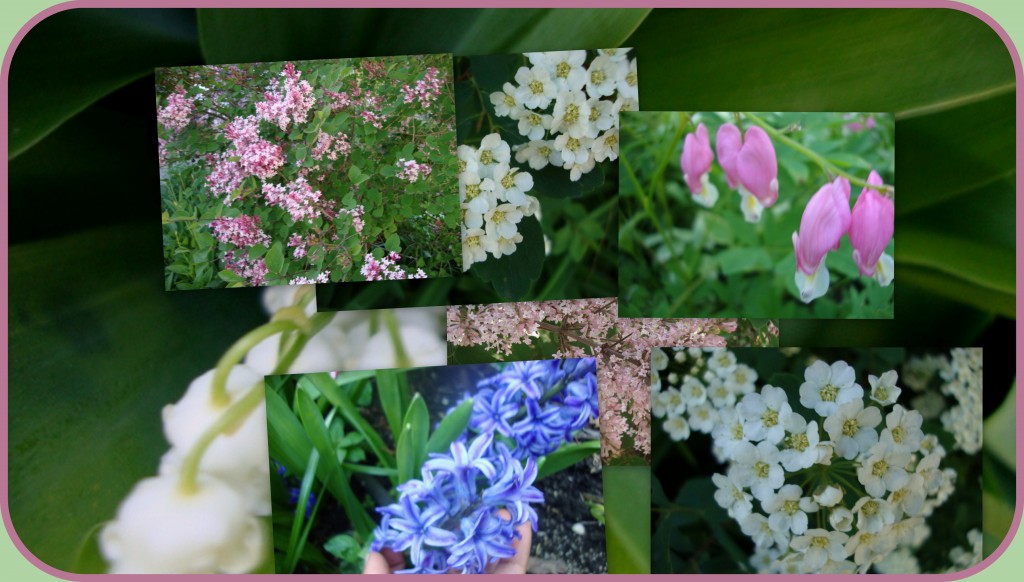 Spirea (scrambled collage with leaf background)