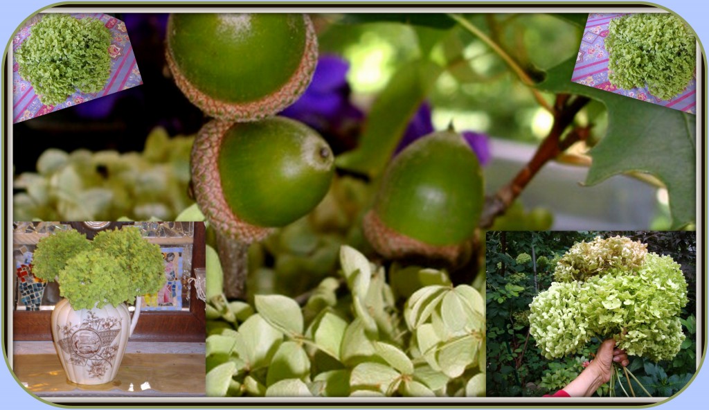 Hydrangeas (cut flowers in hand) for blog