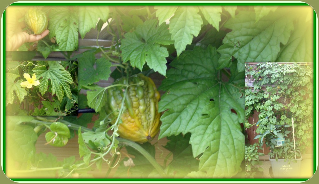 The humble Bitter Gourd or Karela as it is called in India is one one the easiest vegetable plants to grow. It is a no fuss creeper with pretty yellow flowers and shiny green spiny fruits. Bitter gourd belongs to the Cucurbitaceae family, same family as the melons and gourds – Pumpkins, Cucumber, Zucchini, watermelon etc. The scientific name for Bitter gourd is Mormodica charantia. There are various types of bitter gourd, there are oblong ones and there are short 6-8 cm ones which are slightly less bitter than the long variety.  (Greenmylife) 