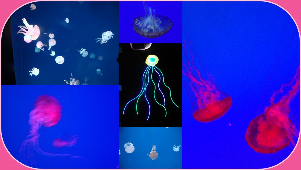 Aquarium (Jelly Fish) for Success Blog