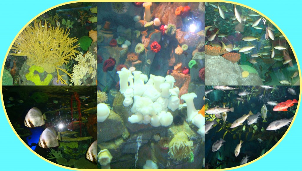 Aquarium (for Success Poem)