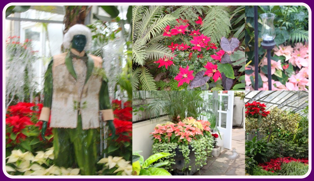 Allan Gardens Christmas Display (Blog 8)