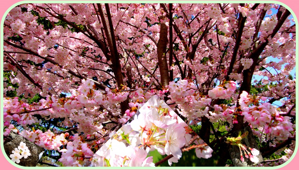 Cherry Blossoms in High Park (bright pink and white)