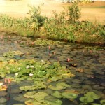 Fiji (water lilies)