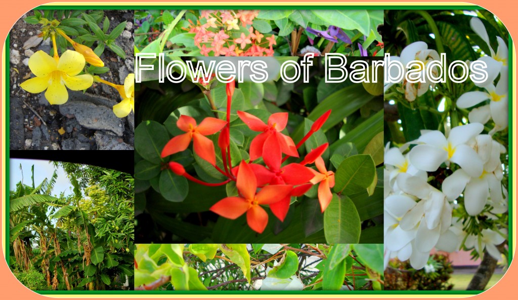 Flowers of Barbados (for blog)