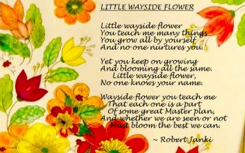 Little Wayside Flower - Robert Janki's Poem