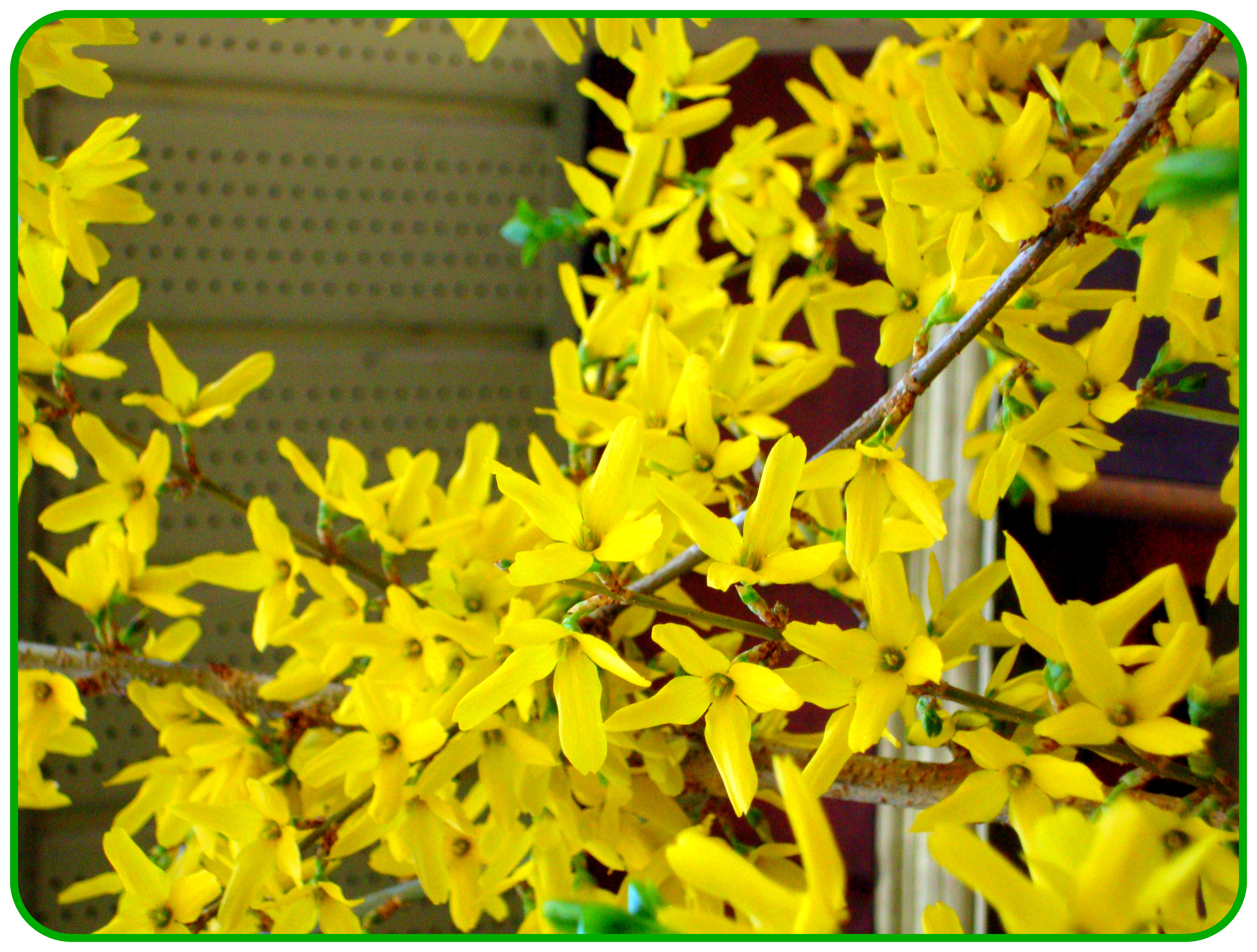 Forsythias branches (for blog)