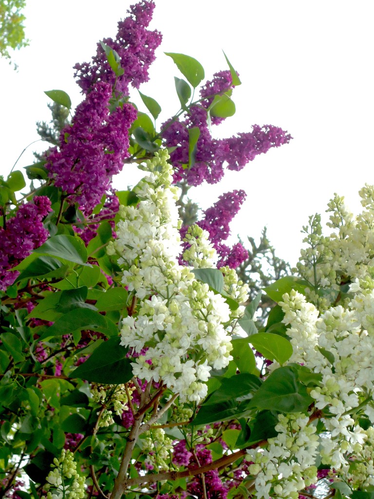 “The lilac branches are bowed under the weight of the flowers: blooming is hard, and the most important thing is - to bloom. (“A Story About The Most Important Thing”)” ― Yevgeny Zamyatin