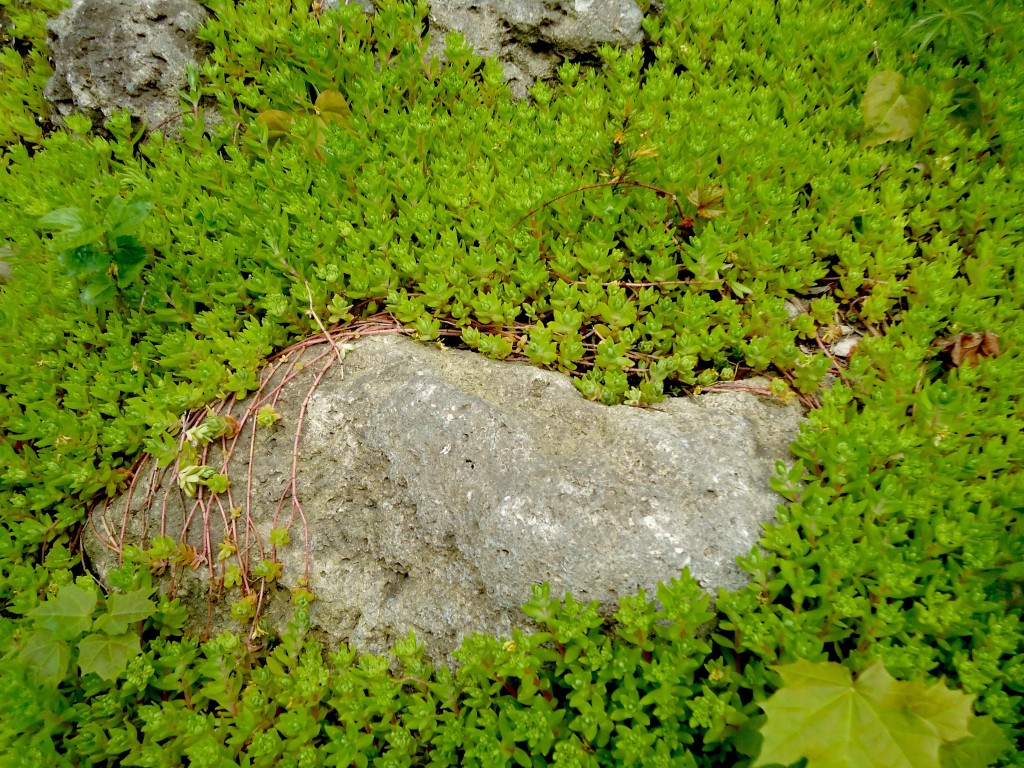 Greenery in High Park