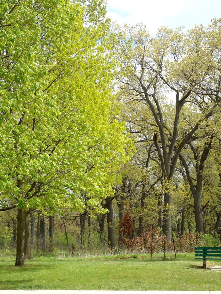 "O the green things growing, the green things growing, The faint sweet smell of the green things growing! I should like to live, whether I smile or grieve, Just to watch the happy life of my green things growing." - Dinah Maria Mulock Craik, Green Things Growing 